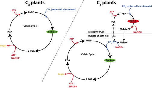 Fig. 3: Overview of carbon fixation pathway used by C3 (left) and C4 plants (right).
