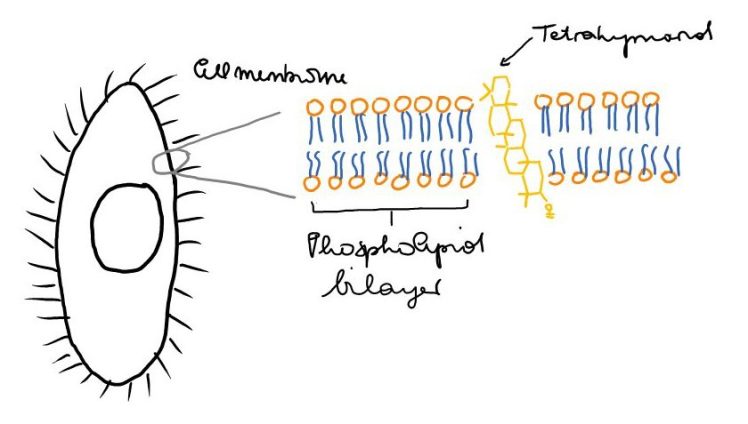 The function of tetrahymanol in the cell membrane. 