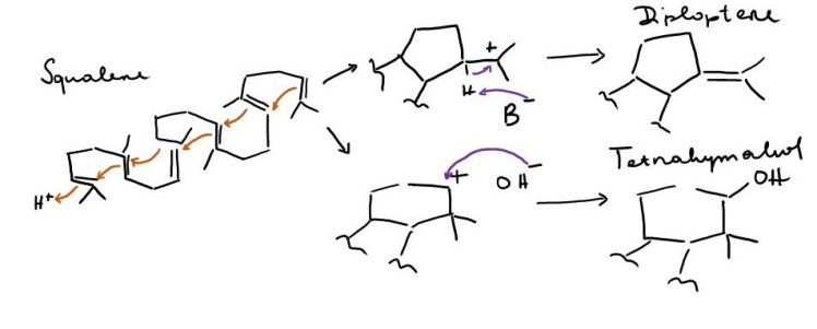 Figure 3. Biosynthesis of diploptene and tetrahymanol as catalysed by stc 24. 